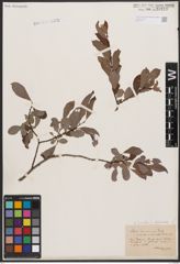 Salix aurita L. x Salix starkeana Willd.